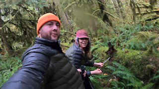 |4K| SKAGIT VALLEY CHANTERELLE FORAGE #FishingNecDivinos #PNW