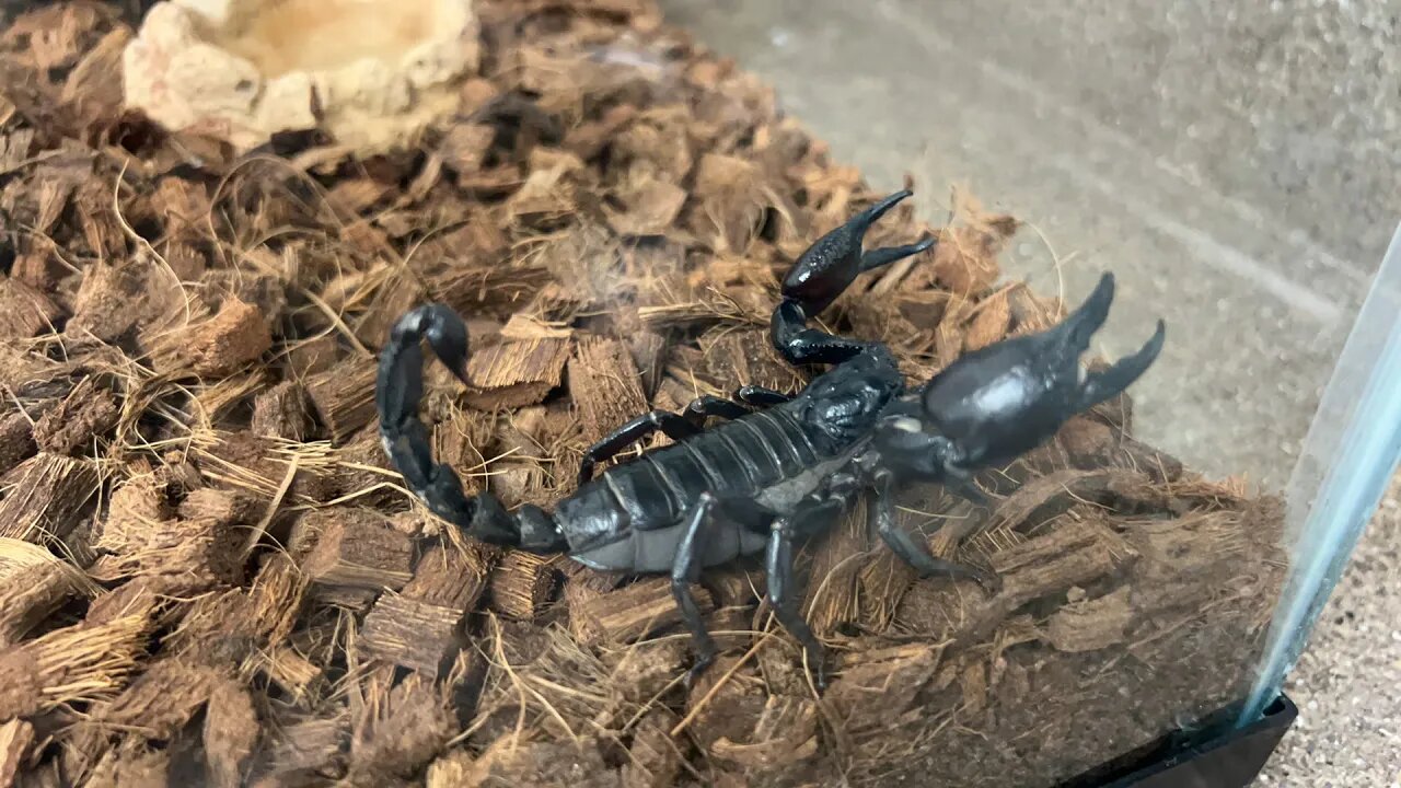 DO MY SCORPION LIKE SUPERWORMS? 🐛 🦂