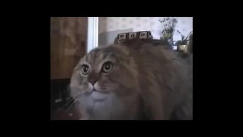 No Limit Cat