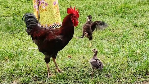 Turkey chicks surprised a Rooster by a sudden attack.