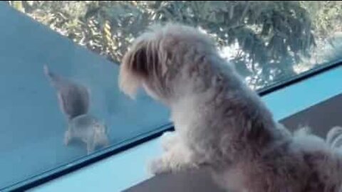 Cão faz um amigo novo... um esquilo!