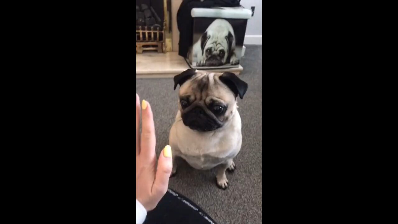 Pugs High Five!