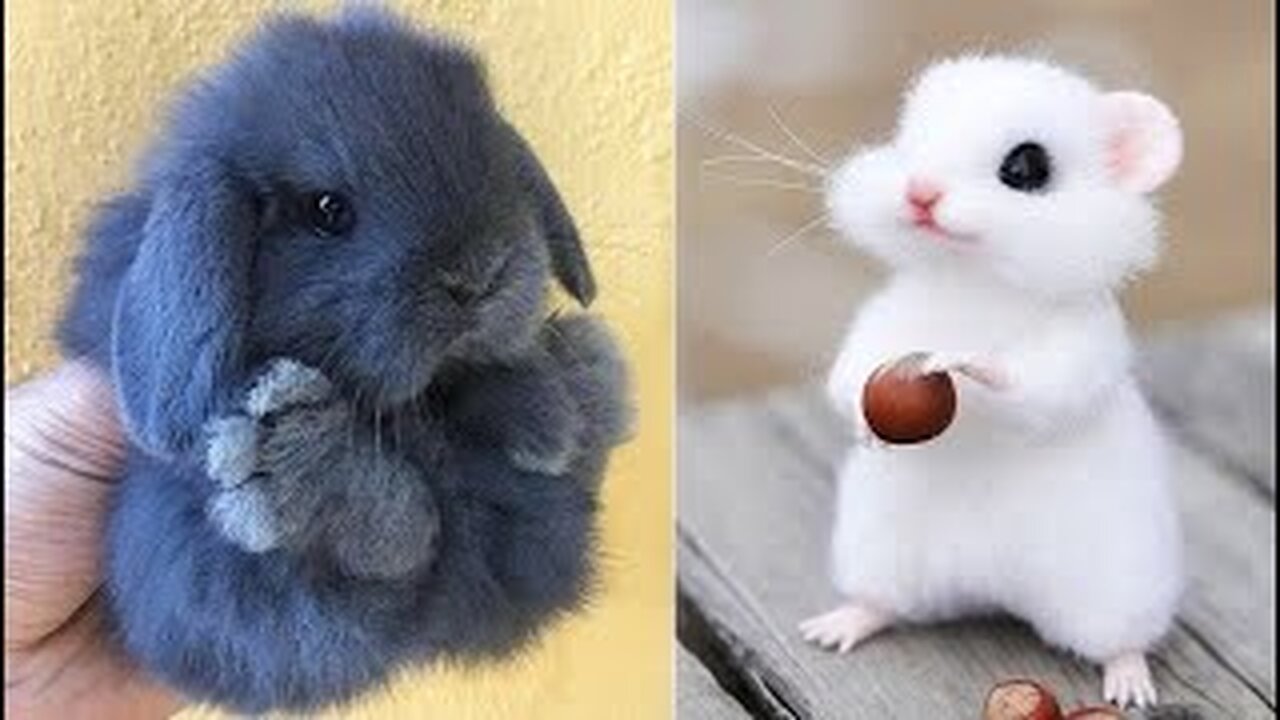 Cute Baby Animals Videos Compilation | Funny and Cute Moment of the Animals #4 - Cutest Animals 2023