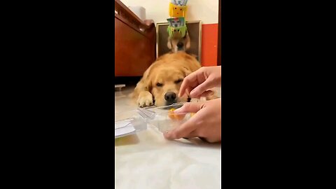 hiding tomatoes 🍅