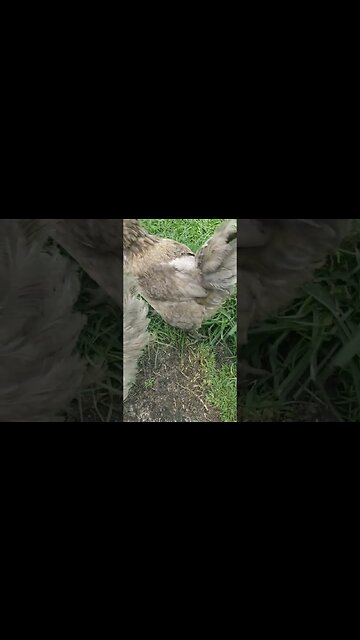 #chickens #happyhens