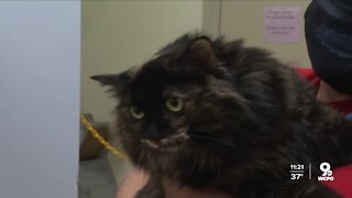 Adopters needed as Hamilton County Animal Shelter fills up