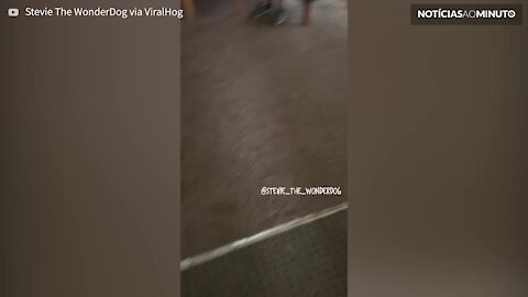 Cão faz dança divertida quando a sua dona chega a casa