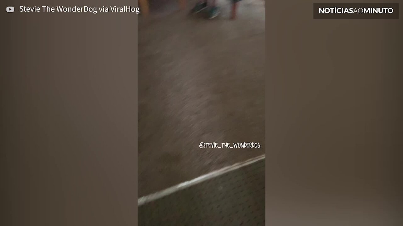Cão faz dança divertida quando a sua dona chega a casa
