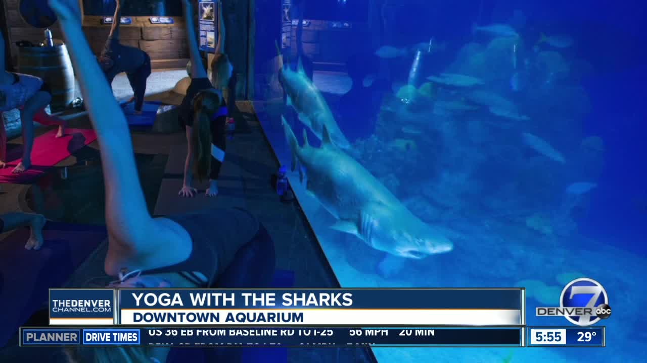 Yoga with the Sharks