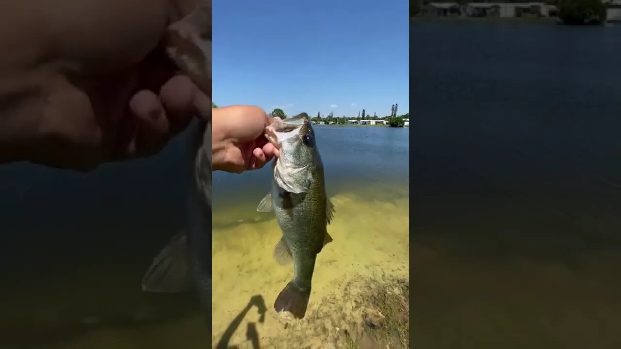 Bass on the war pig