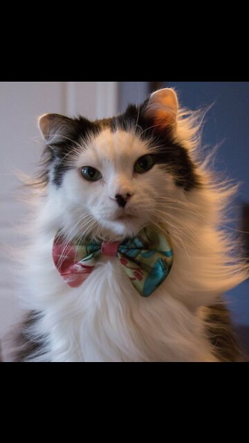 How cute this cat is