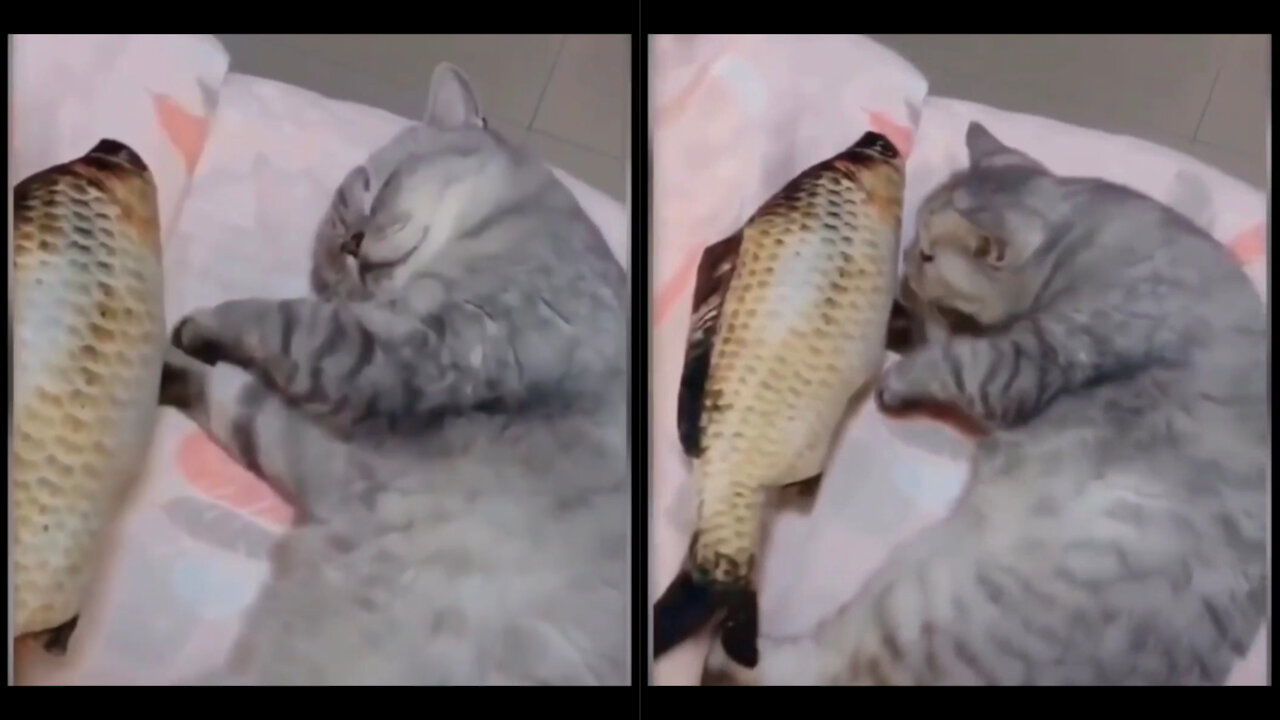 lazy cat is dreaming of a big fish #funnycats #catvideo #catvid #catvids #catlover #lazycat