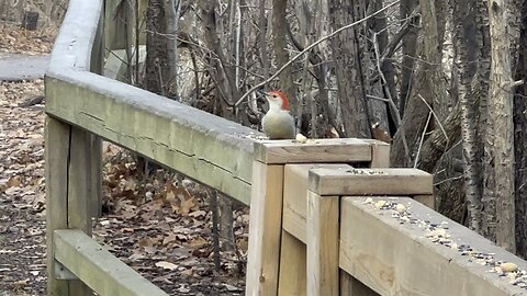 Red Bellied Woodpecker