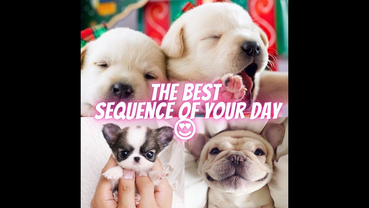 The best sequence of your day 😍 Cute puppies Funny and smart cute dogs Cute friend