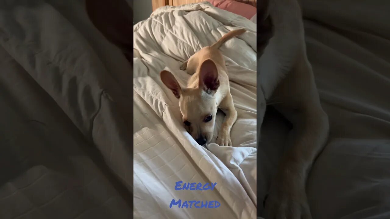 Energy Matched #chihuahuapuppy #chihuahuafanatics #funnyanimals #funnydog #funnypuppyvideo #funnydog