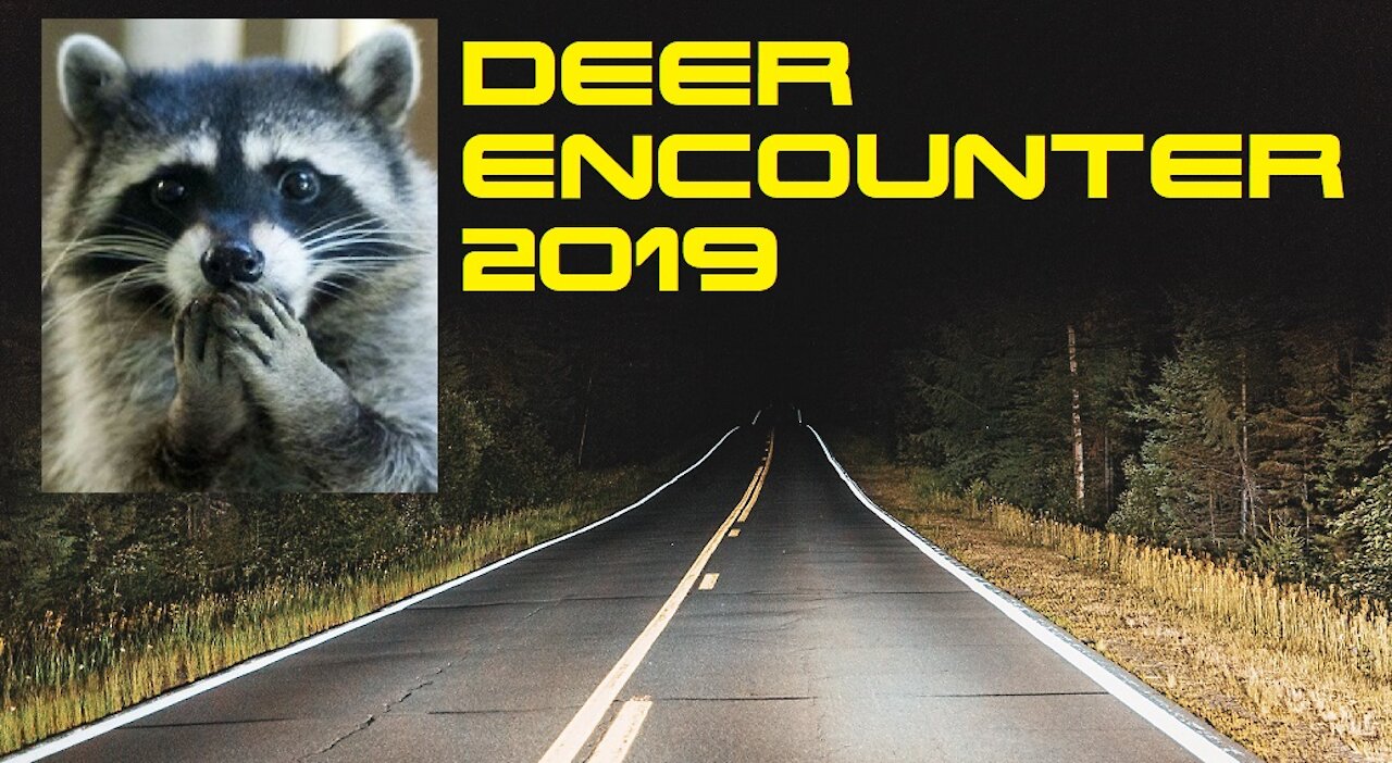 Expensive Deer Encounter