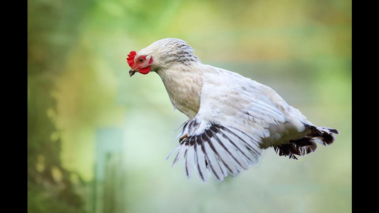 Why can't Chickens Fly? Chickens wish to fly one day, but why can't?