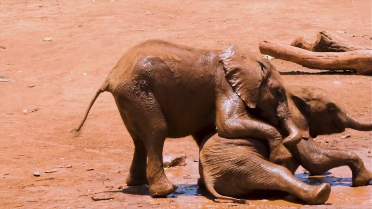 [ MUST WATCH ] 2 Cute Baby Elephants Playing || WHAT HAPPENED NEXT?