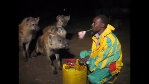 Hyena feeding