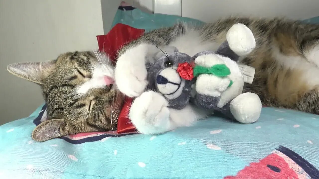 Sweet Cat Loves His Plush Mouse Toy