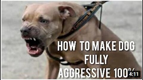 How To Make Dog Become Fully Aggressive With Pretty Simple Tips