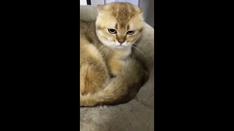 Funny animals Funny cats dogs Funny animal videos 2023