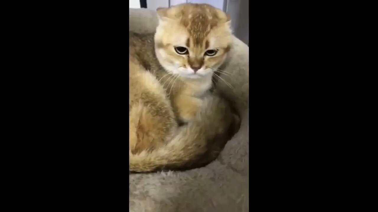 Funny animals Funny cats dogs Funny animal videos 2023