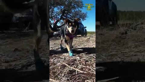 Dog Meets Drone & Dog Likes Noisy Drone #shorts #avata