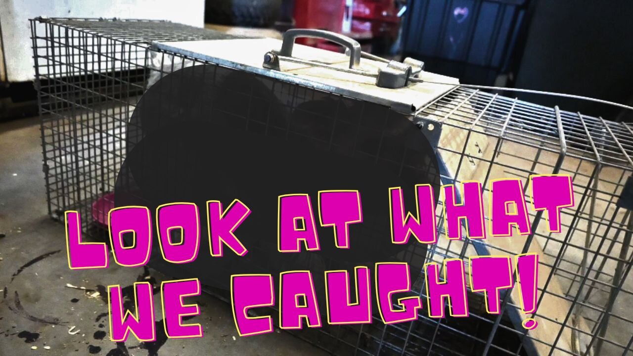 you Won't Believe what We CAUGHT in Our LIVE TRAP!