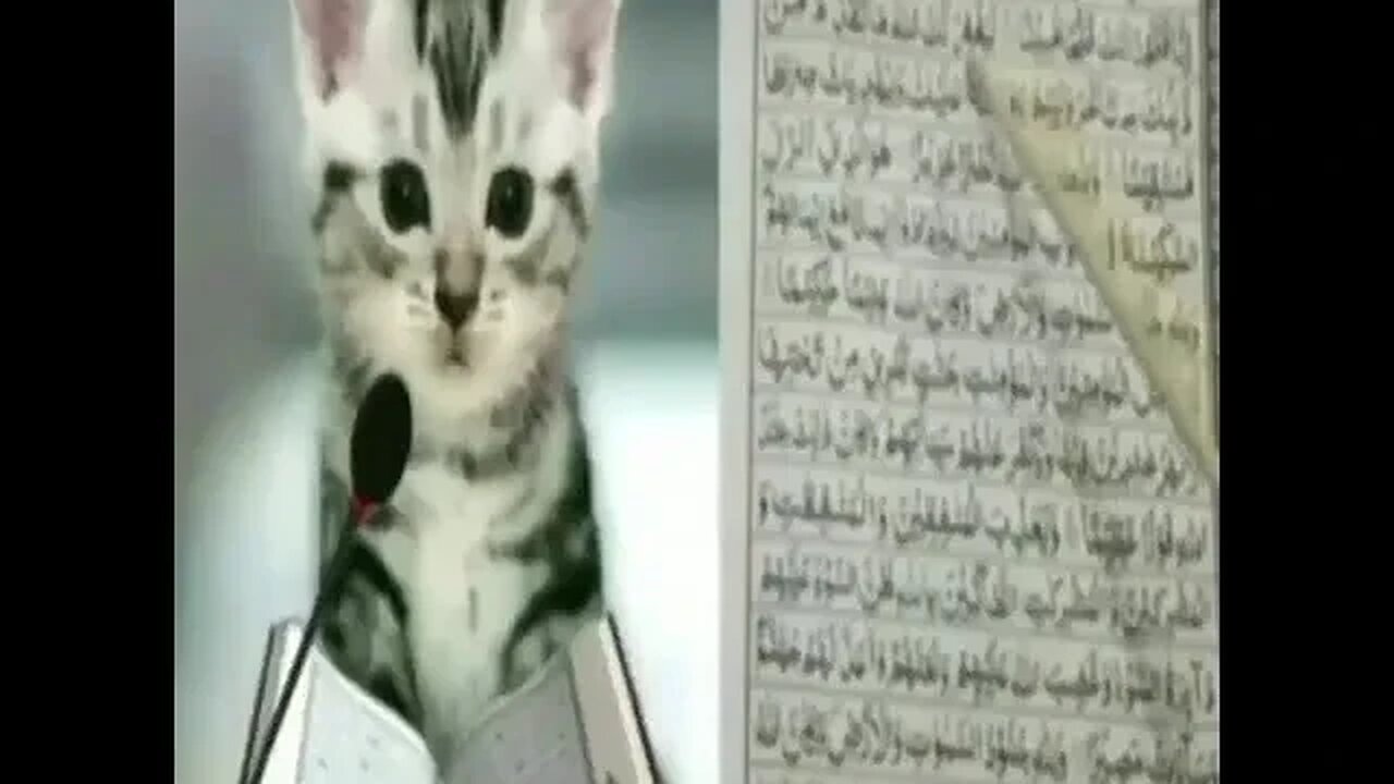 Cat reading the Quran