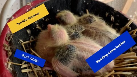 Banding a few of my youngsters
