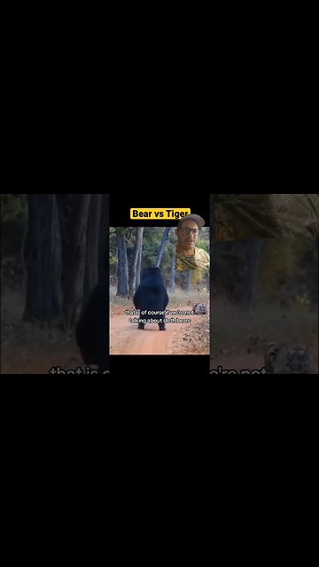 Sloth Bears and Tigers go toe to toe