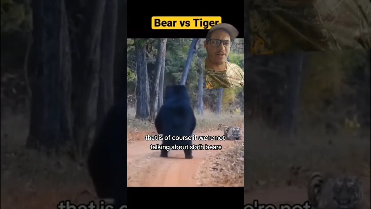 Sloth Bears and Tigers go toe to toe