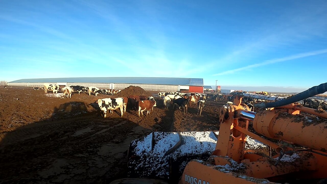 Scraping Heifer Pens and Putting a Straw Bale in the Alley