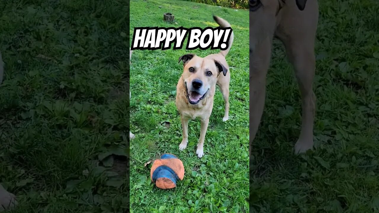 Good mornings sunshines 🌞 Momma says mees is just da cutest when mees plays ball!Luv 🐾 Indy