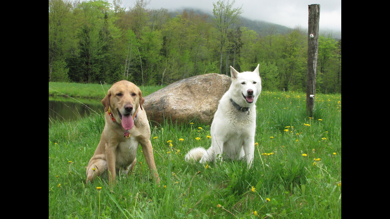 Luna and Ralph Waldo Emerson play frisbee in Vermont