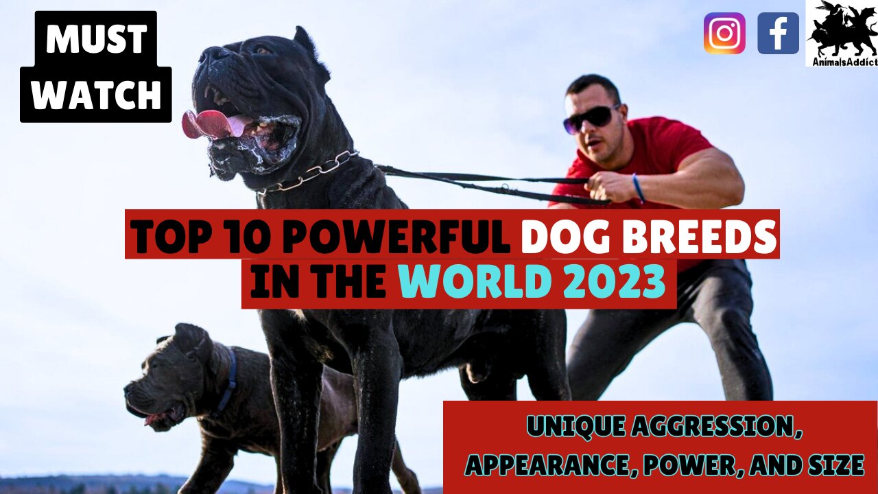 Top 10 - The Most Powerful Dogs In The World | Powerful Dog Breeds | Top Strongest Dog