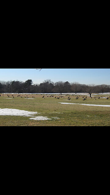 Conditioning migratory geese - www.geesebusters.com