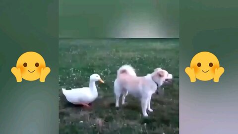 funny animal video