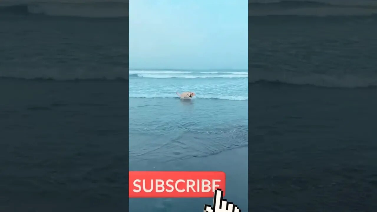 my dog enjoying in the beach #goawalebeach #beach #dogs #cutedog #dogshort #babyshortvideo