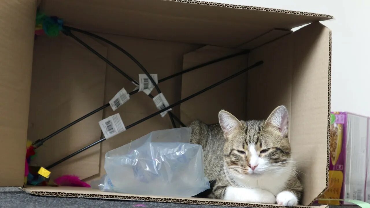 Rudolph the Cat Is Happy with His New Box