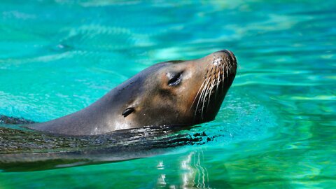 swimming with seals