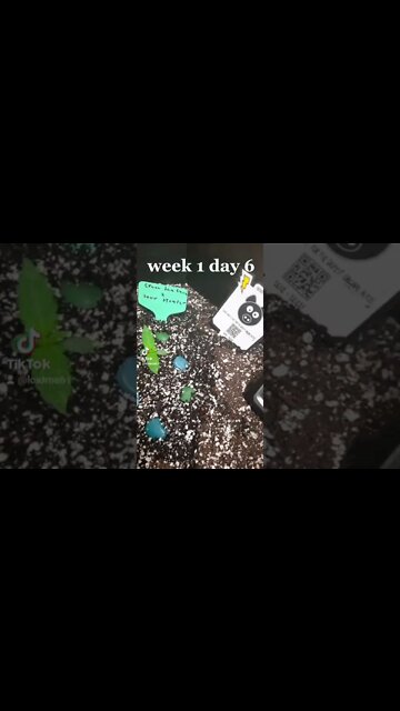 auto flower grow mephisto