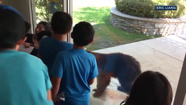 Bear cub wrestles with inflatable flamingo