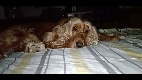 #dogshow , #animals , #dogs , #shorts