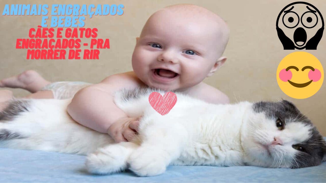 Funny animals and babies - Funny cats and dogs - to die for laughing