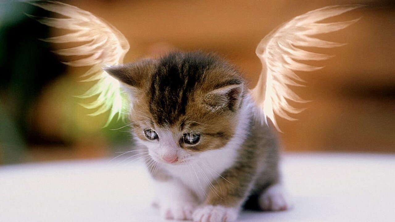 Baby Cats - Videos Compilation #1 | Aww Animals