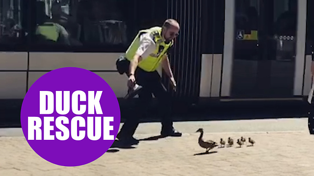 Caring officer caught on camera safely escorting family of ducks across busy road