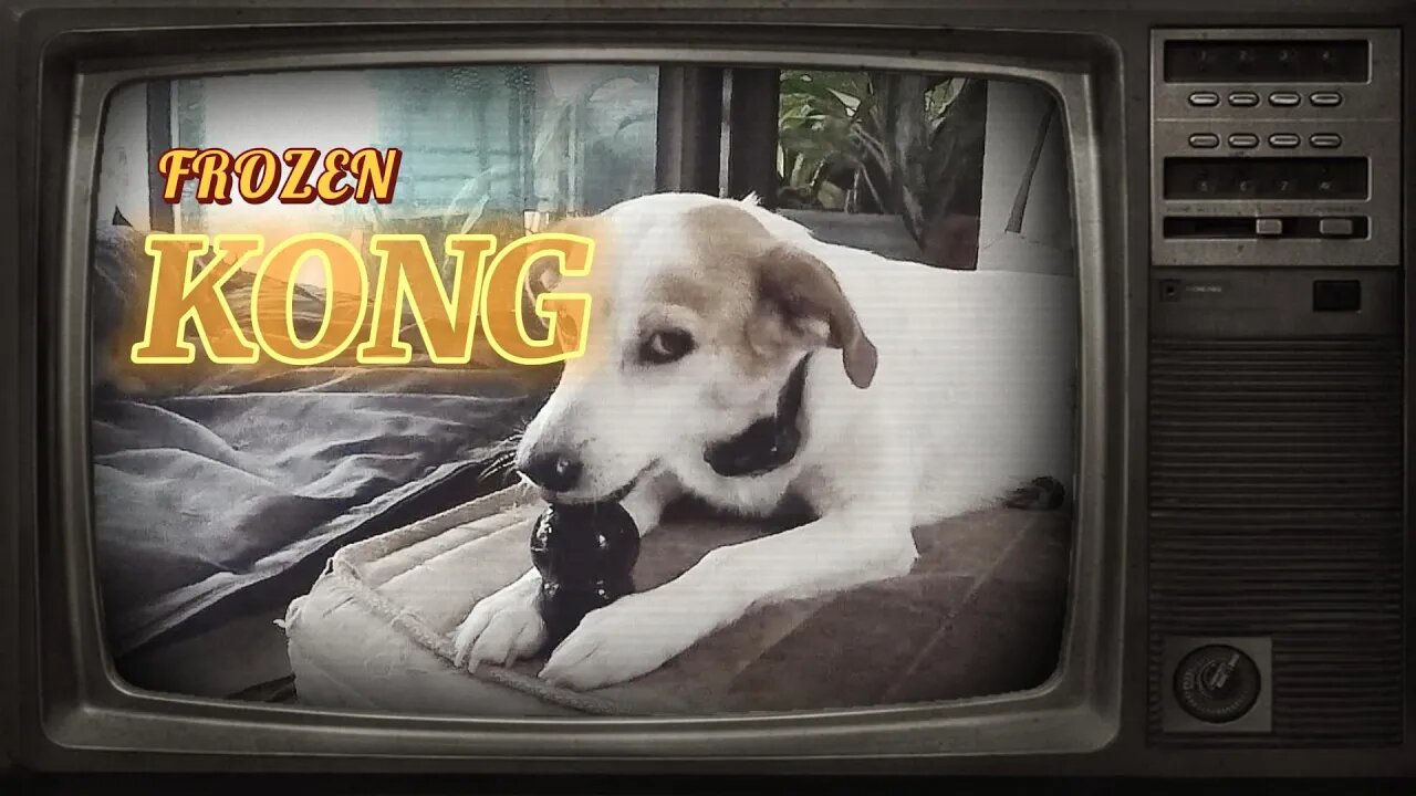 UTILIZANDO O 'KONG' PARA TRABALHAR A MENTE DO CÃO