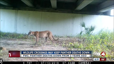 Panther deaths in 2018 match 2017, but still lower than 2 years ago